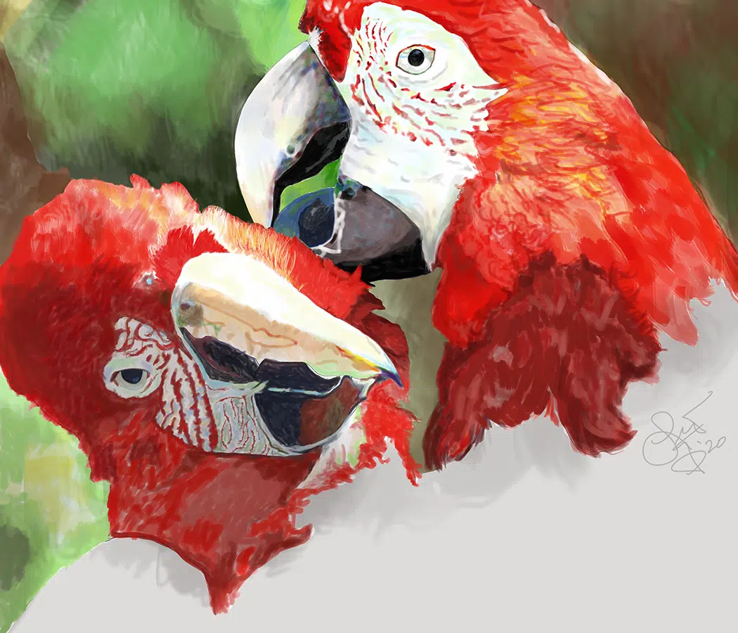 Macaws