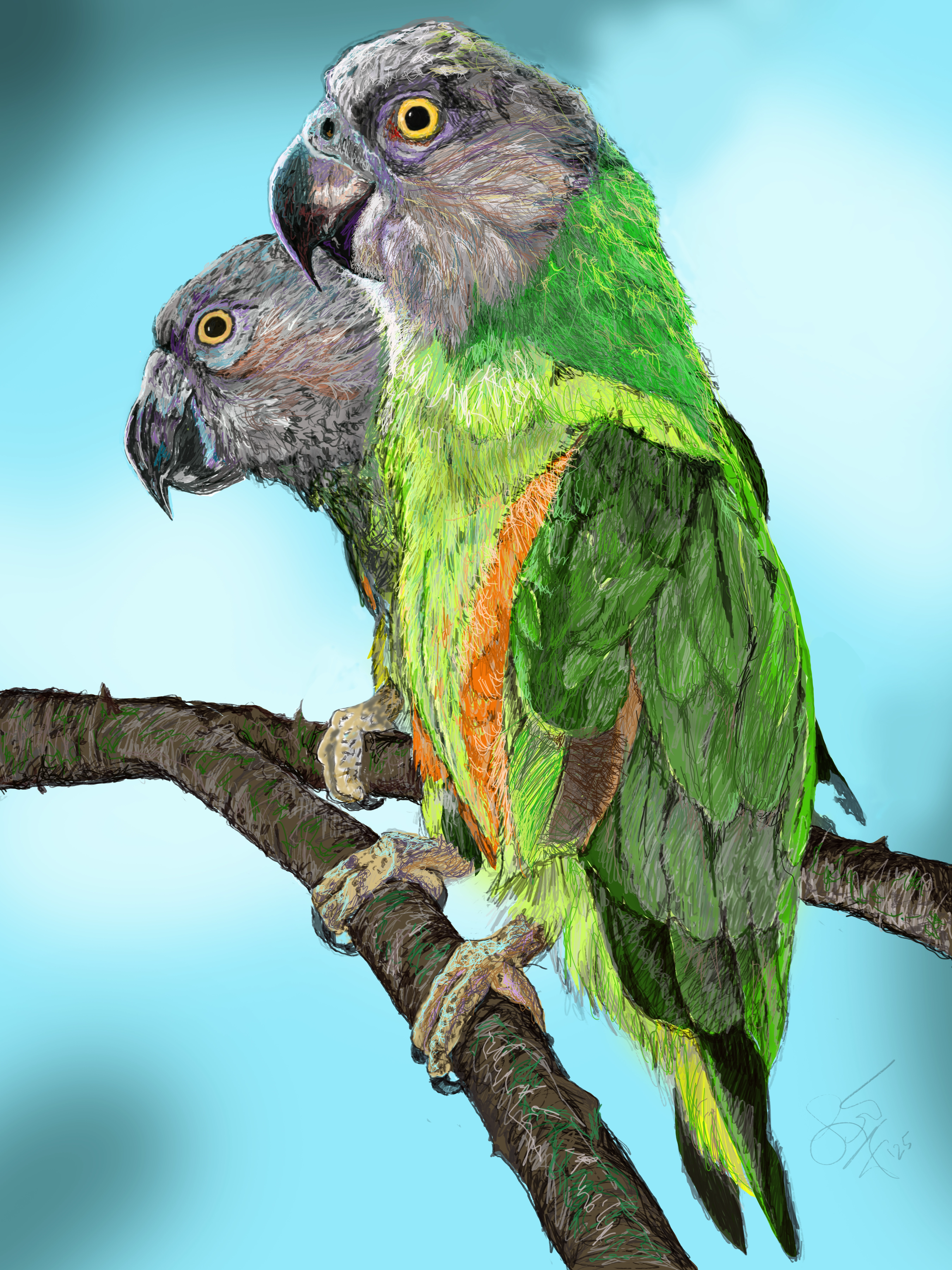 Senegal Parrots