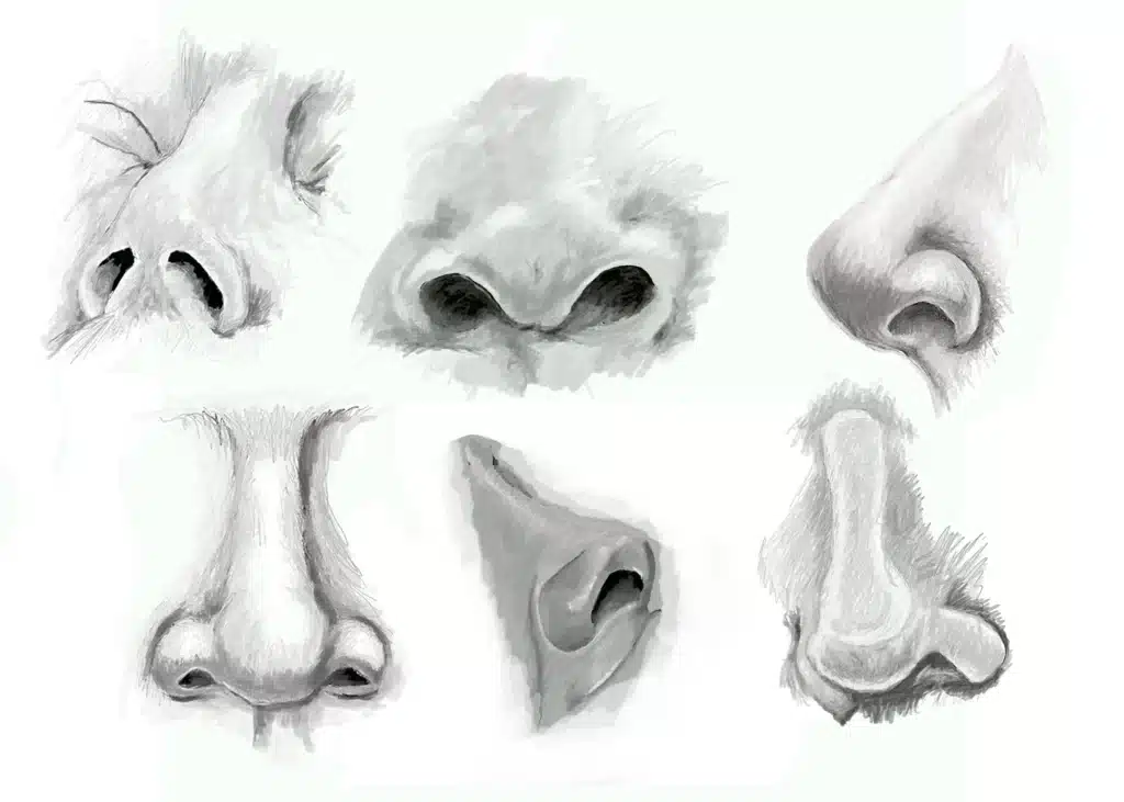 A close-up sketches of several different types of nose facing in various different angles. There is six noses in total.