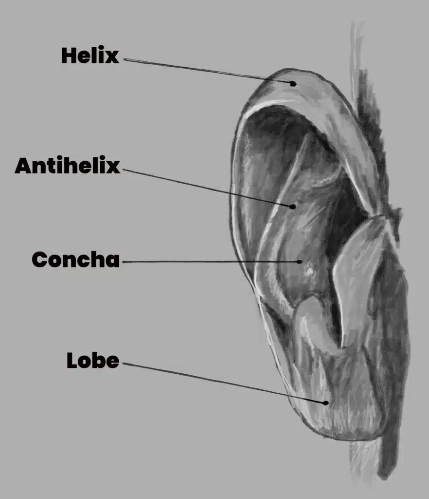 Ear Anatomy - The Art of Lester West