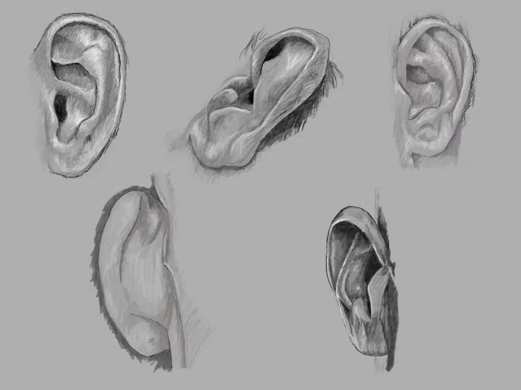 Sketches of several positions of a human ear.