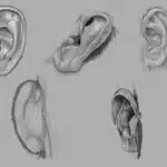 Sketches of several positions of a human ear.