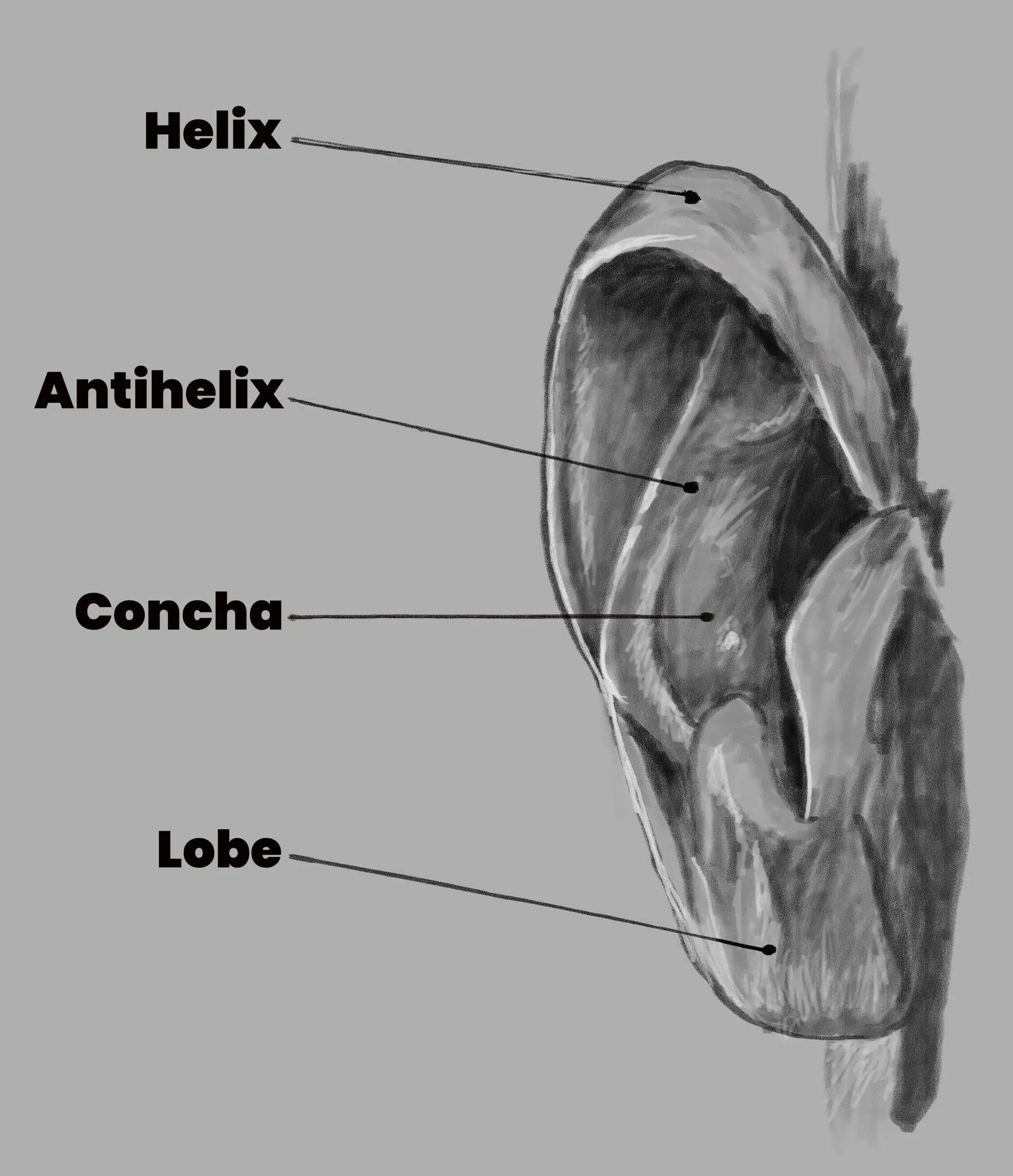 A picture of a sketched ear and showing the anatomy names of the ear.