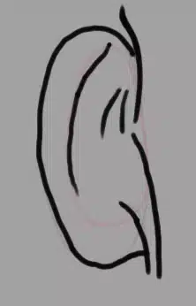 A picture of a sketched back of an ear.