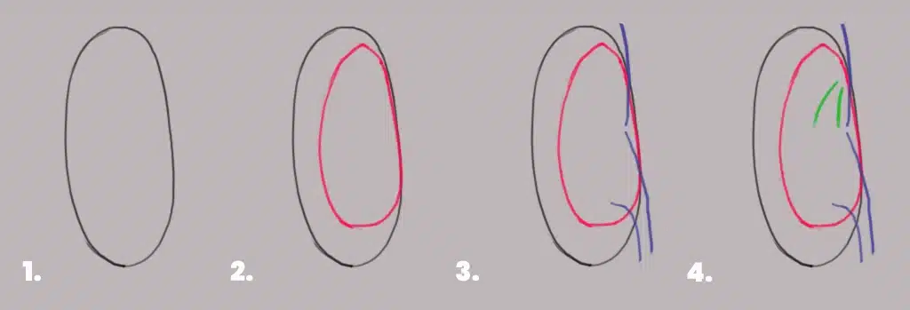 A picture showing the four steps in sketching an ear.