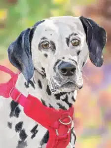 Dalmatian wearing a red harness, close-up portrait with a colorful blurred background. Commissioned work, 2026.